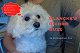 Blanches Bichon Buzz